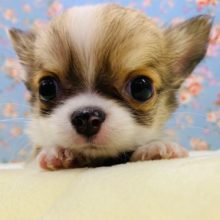 人大好き♡ロングコートのチワワくん入舎♪