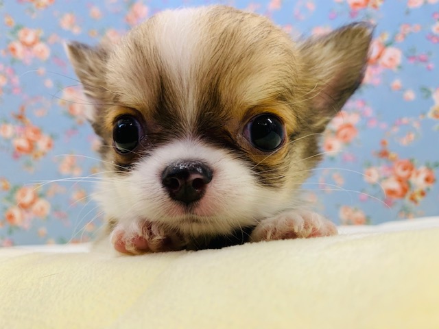 人大好き♡ロングコートのチワワくん入舎♪