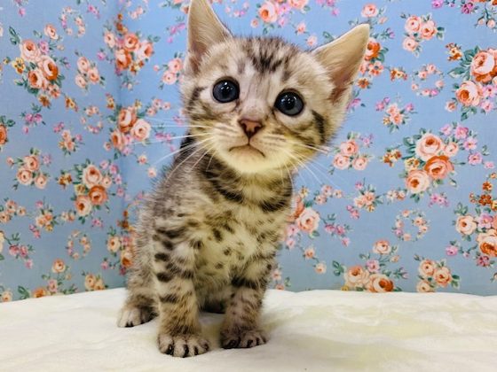 イケメン☆ベンガルくん入舎です♪