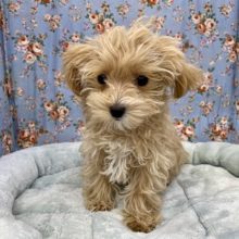 カッパツ!!　トイプードル×マルチーズの男のコ 2021.5/19撮影