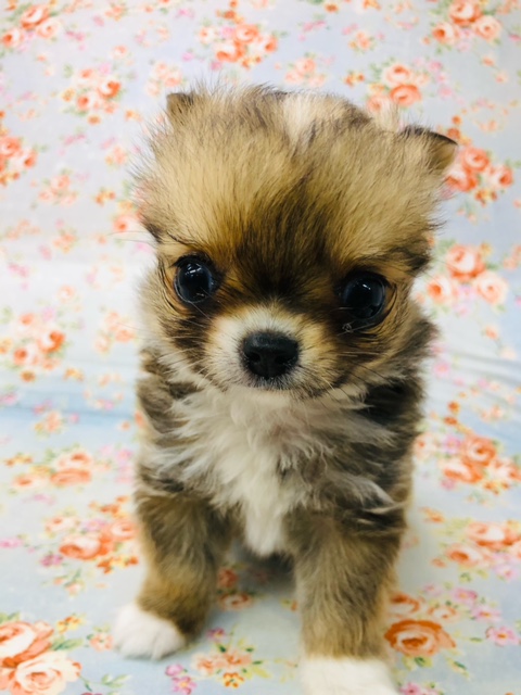 可愛いが溢れ出てる！チワワくん来たよ！