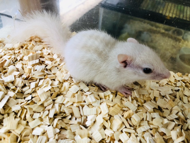 入舎の少ないホワイトシマリス　男の子が来ました。