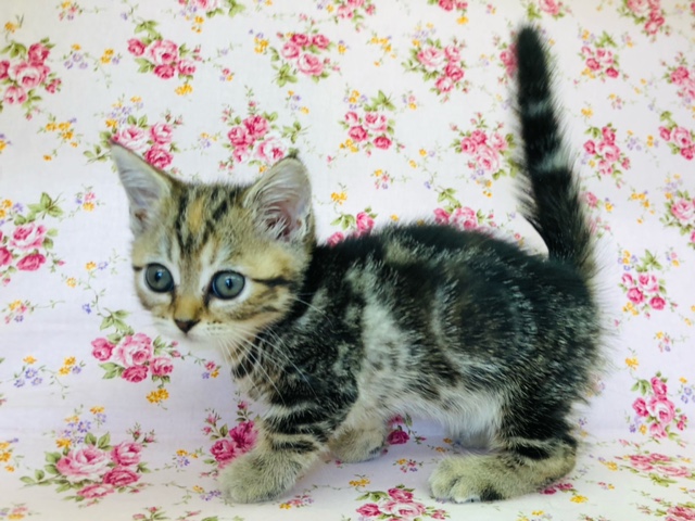 短いあんよが魅力的！マンチカンきたよ！