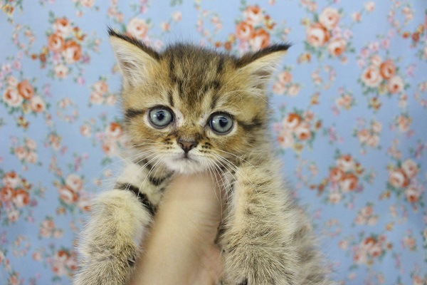 ごろにゃん系☆ミヌエット・男の子！