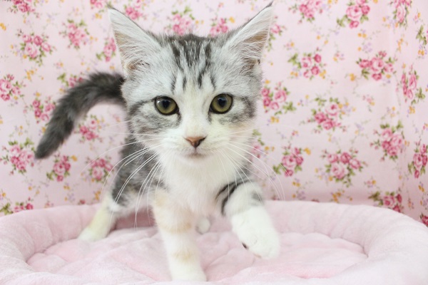 おてんばお嬢☆スコティッシュフォールド・女の子！