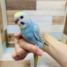 羽根が生えそろいました！！セキセイインコ　パステルレインボー