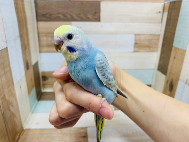 羽根が生えそろいました！！セキセイインコ　パステルレインボー