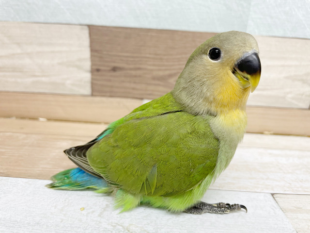 むちむちかわいい♡コザクラインコヒナ(オレンジフェイス)