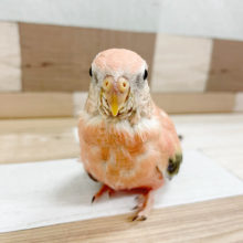 おっと〜り♪ローズアキクサインコヒナ！