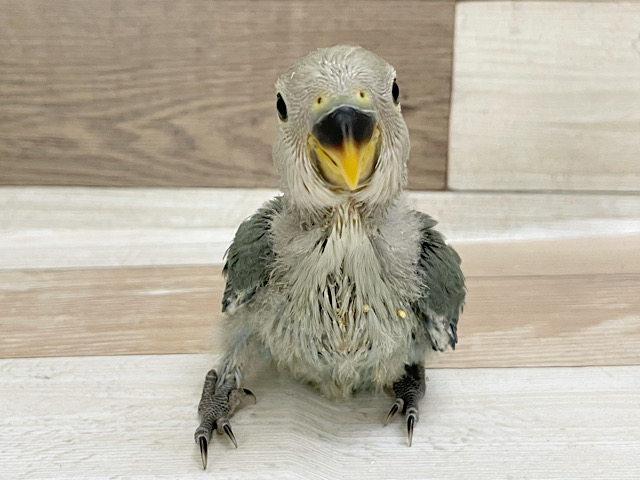 素敵なモデルさん♡コザクラインコヒナ(ブルーチェリー)