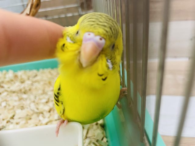 撫でられるの大好き♡セキセイインコ(ハルクイン)