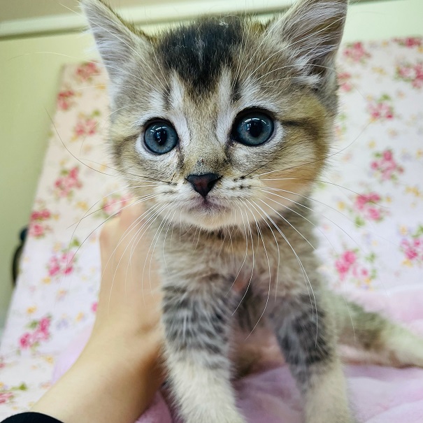 ソマリみたいなミヌエットちゃんきました☆