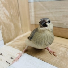 ラストです！！！桜文鳥～～