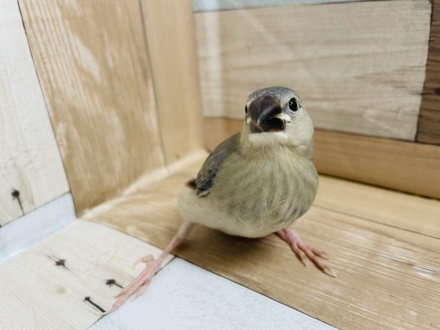 ラストです！！！桜文鳥～～