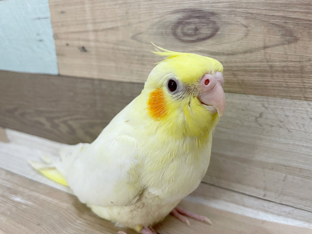 超ホヤホヤ最新画像♪とってもウブウブな食いしん坊★オカメインコヒナ(ルチノー)