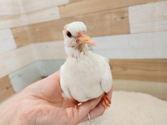 再来！！ギンバトさん入荷しました。