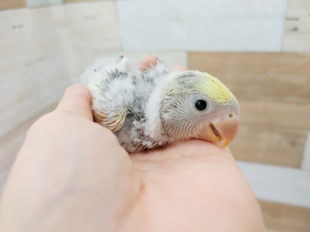 綺麗な色です！！コザクラインコさん(モーブパイド)💓