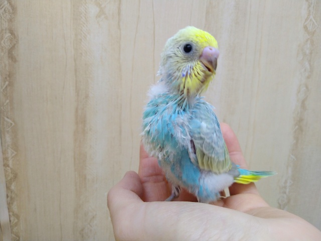 爽やかパステルカラーのセキセイインコヒナ来ました〜