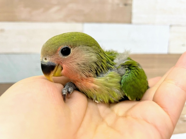 コザクラインコさん(ノーマル)入荷しました♪