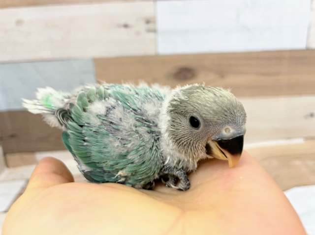 コザクラインコさん(ブルーチェリー)入荷しました♪