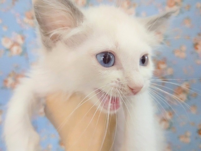 ブルーのおめめが綺麗！ラグドール 男の子♪