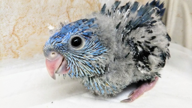 サザナミインコ コバルトブルー