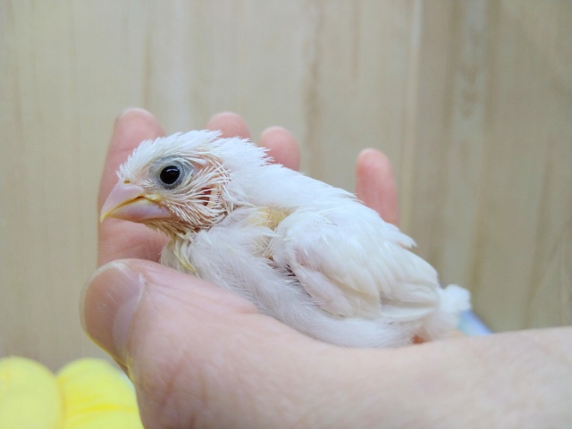 甘えん坊な真っ白十姉妹ヒナいますよ〜