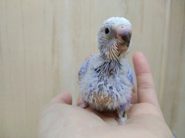 美カラーな濃いめブルースパングルのセキセイインコヒナ来ました！