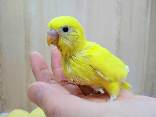 最新画像あり！真っ黄色なのに黒目！セキセイインコヒナ、ダブルファクター来ました〜