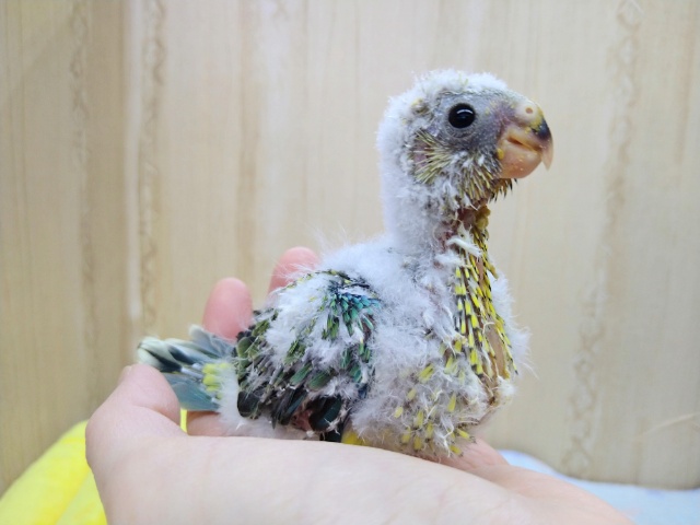 極美カラー！になりそうです。美声インコヒナ来ました〜