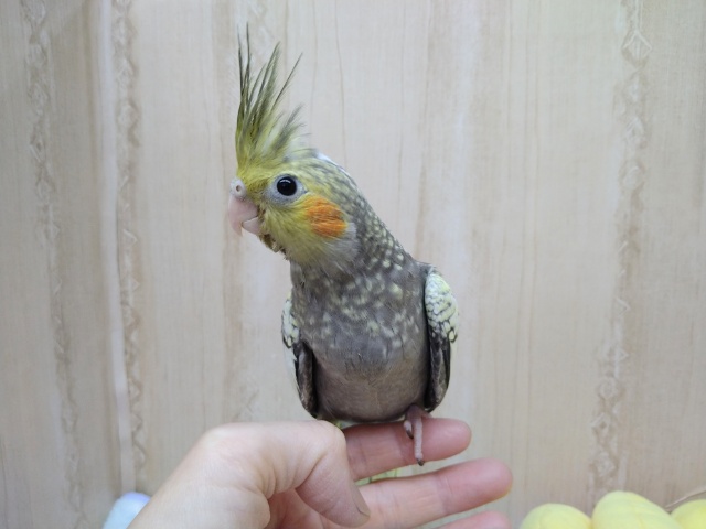 水玉貰模様がステキです！パールオカメさんいますよ〜