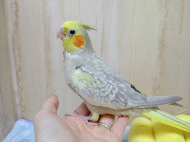 優しいカラーの水玉模様！シナモンパールオカメさんいますよ〜