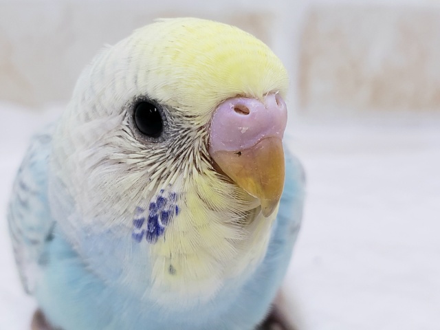 素敵なパステルレインボーセキセイインコ