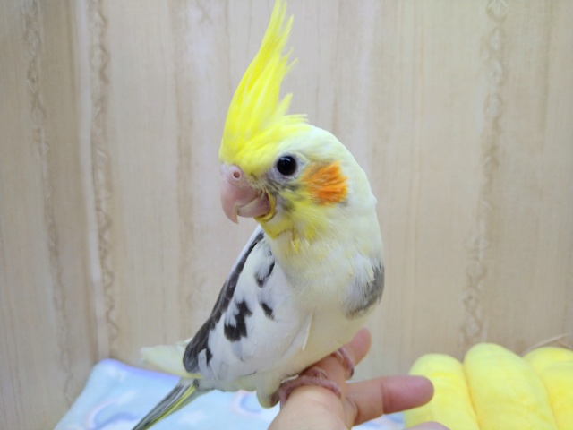 ツートンカラーのオカメ、パイドさん来ました！