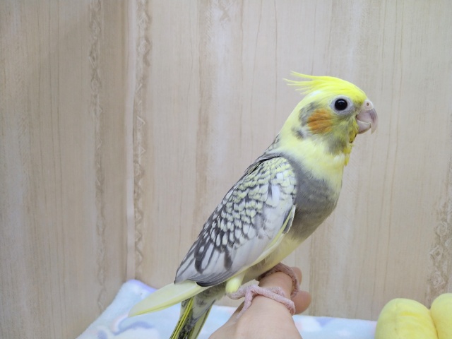 パイドな水玉模様オカメさん！パールパイド来ました！