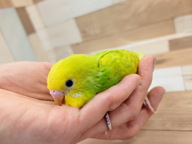 最新画像更新！人気上昇中のカラーです！セキセイインコ　スパングル～～