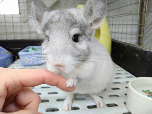 綿玉みたいなチンチラさん来ました！