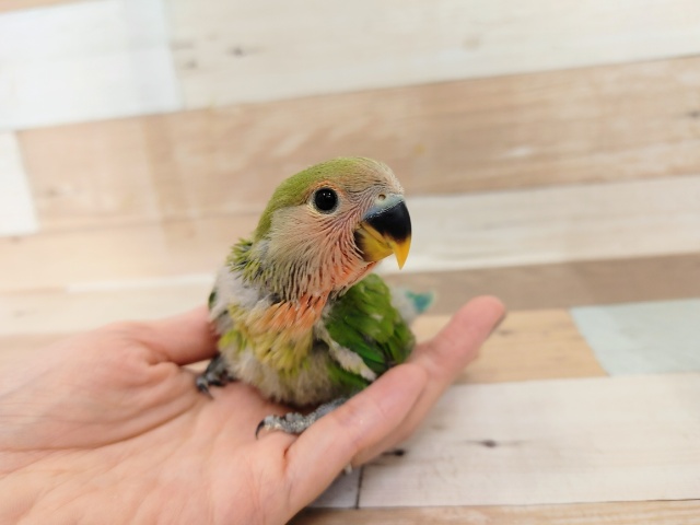 コザクラインコのノーマルさん入荷しています♥️