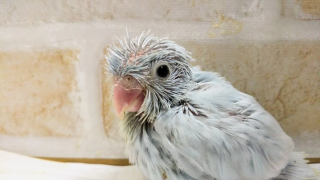 マメルリハインコ アメリカンホワイト
