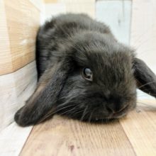 真っ黒です！！ロップイヤーラビットさん入荷しました♥️