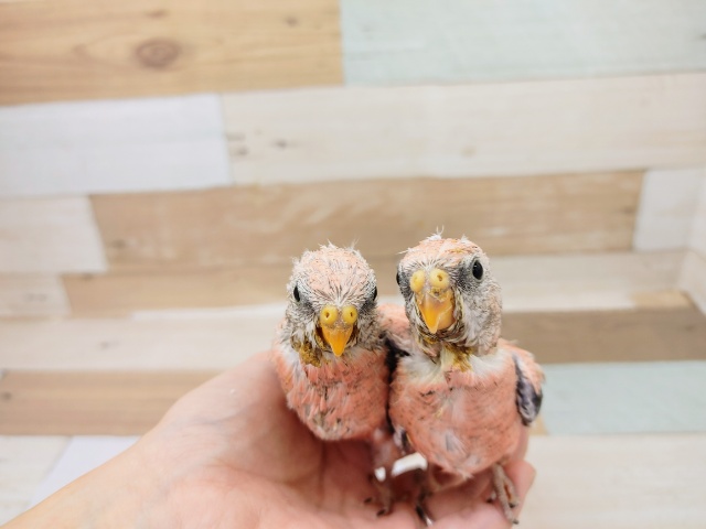 ローズアキクサインコさん2羽入荷しました♥️