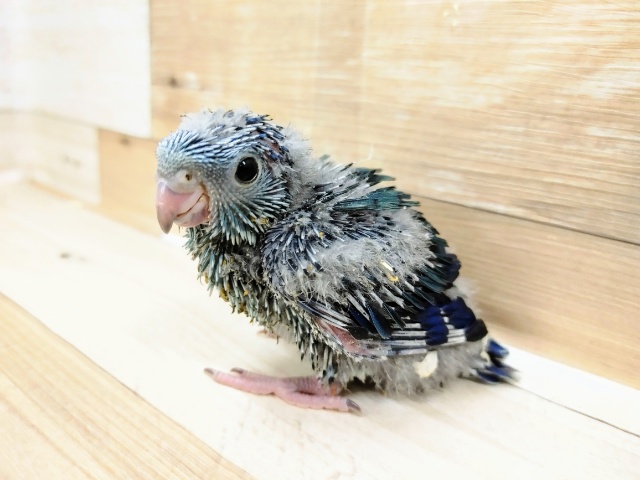 サザナミインコさん入荷しました～♥️