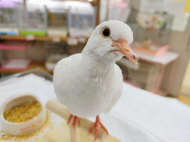 またまた入荷しています！！ギンバトさん♥️