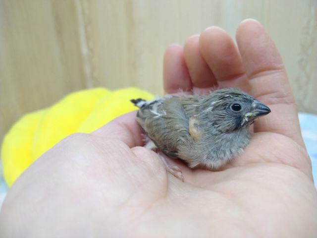 ニ〜ニ〜！キンカ鳥ヒナ来てますよ！その1