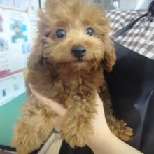 パピーランデビュー！トイプードル(レッド) 男の子♪