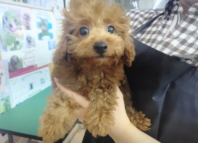 パピーランデビュー！トイプードル(レッド) 男の子♪