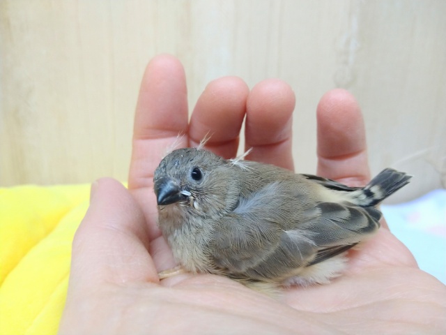 ニ〜ニ〜！キンカ鳥ヒナ来てますよ！その2