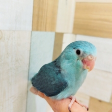 マメルリハ入荷いたしました♥️