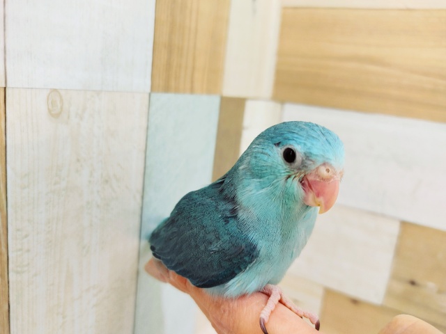 マメルリハ入荷いたしました♥️