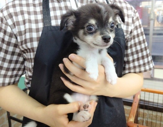 ハイテンションボーイ！ロングコートチワワ 男の子♪